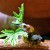 A scary caterpillar on a geranium stem, Australia. A scary caterpillar on a geranium stem, Australia.