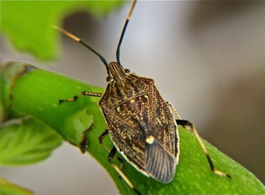 How to Take Great Insect and Spider Photos