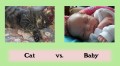 Similarities Between My Cat and My Baby (Humour)