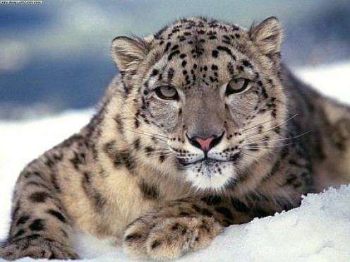 55 Facts about Snow Leopards 55 Facts about Snow Leopards