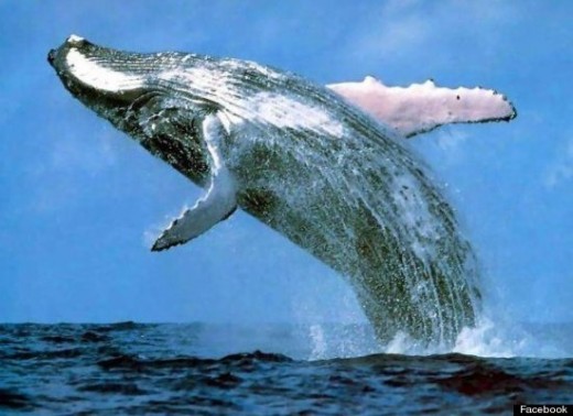 Whale watching