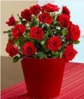 Miniature Rose Bush - Indoor Care | Dengarden