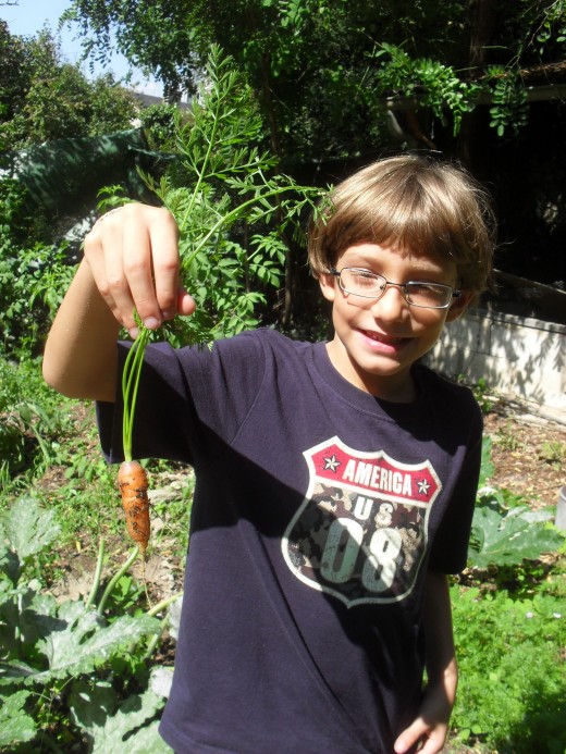 The joys of harvesting his first little carrot! 