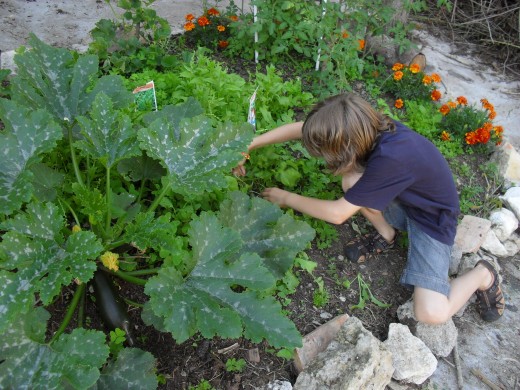 My boy taking care of the courgettes/zucchinis.  