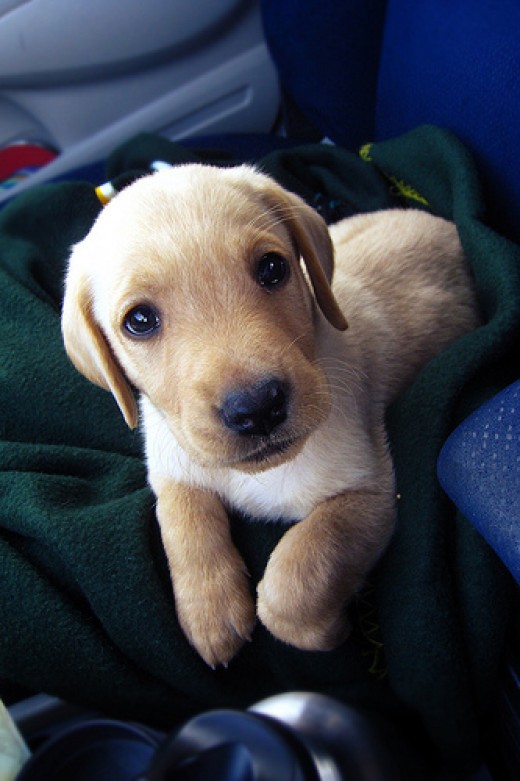 Keep Your Dog Calm and Happy on a Long Car Journey ...