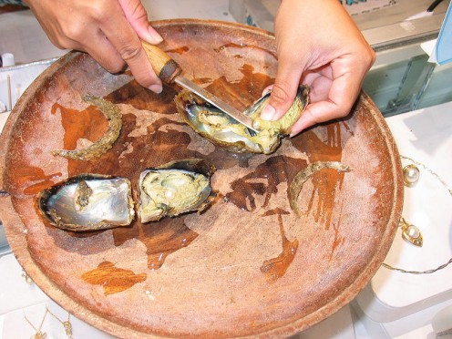 Pearls being removed from oysters