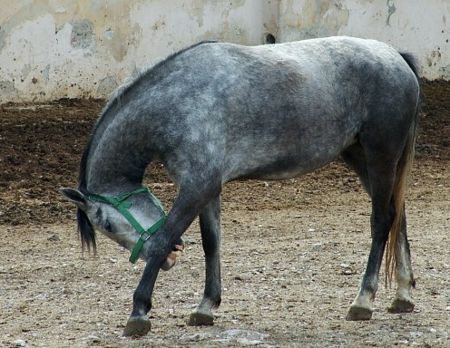Beautiful dapple grey