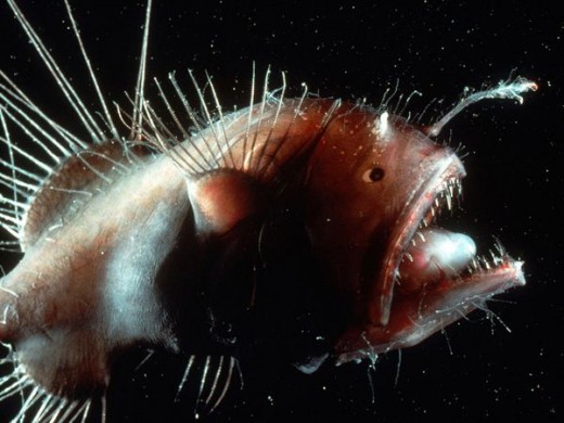IS evolution limitlessly creative? Compare your Goldfish to this Angler Fish and the answer initially seems...yes. But things aren't that simple