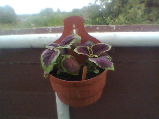Coleus in attached flower pot. Photo Copyright Nell Rose