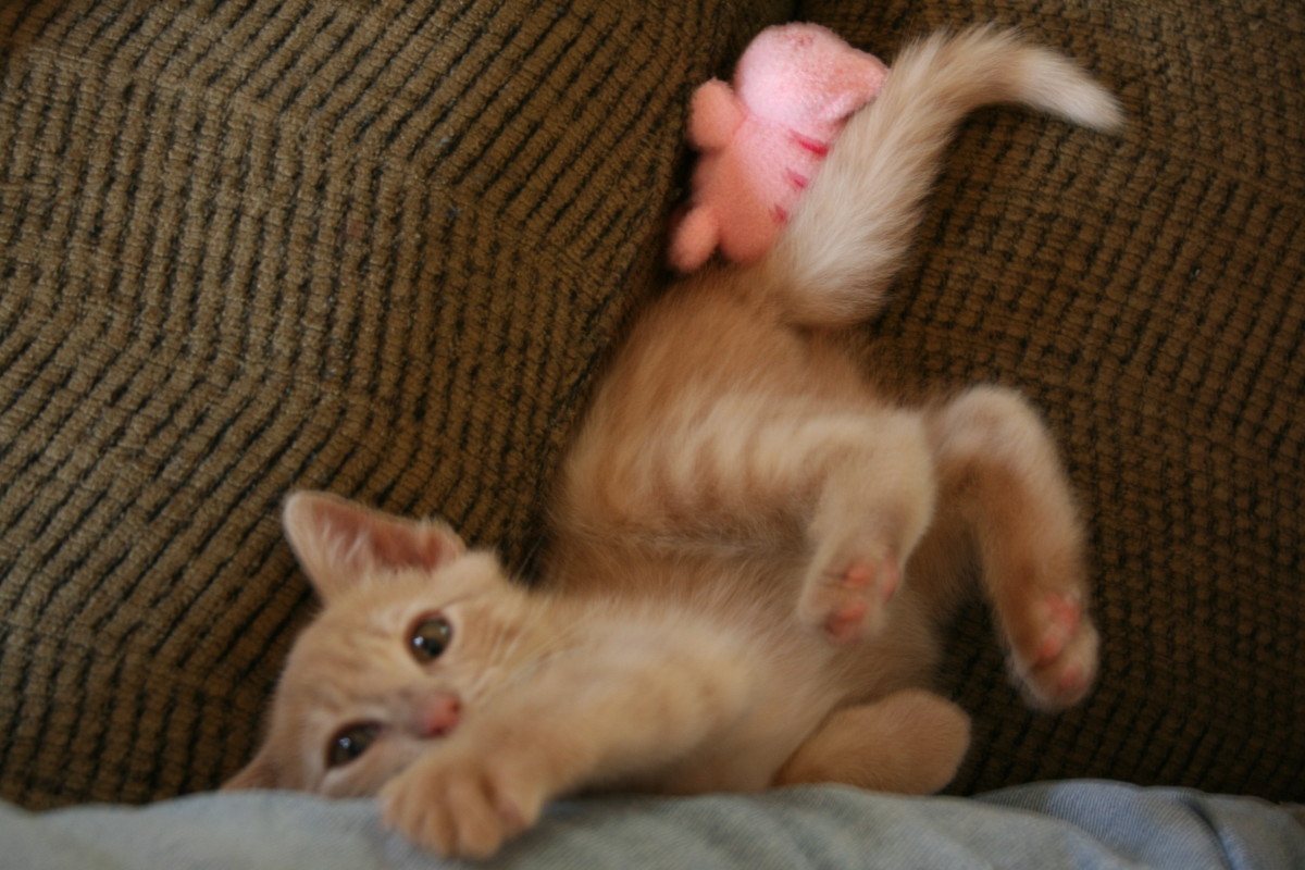 Caring for Orphan Kittens hubpages