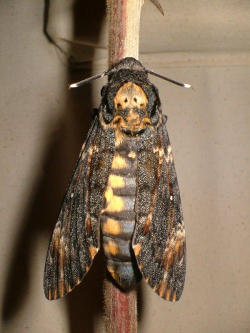 Death's Head Hawk Moth. Photo by Steve Andrews
