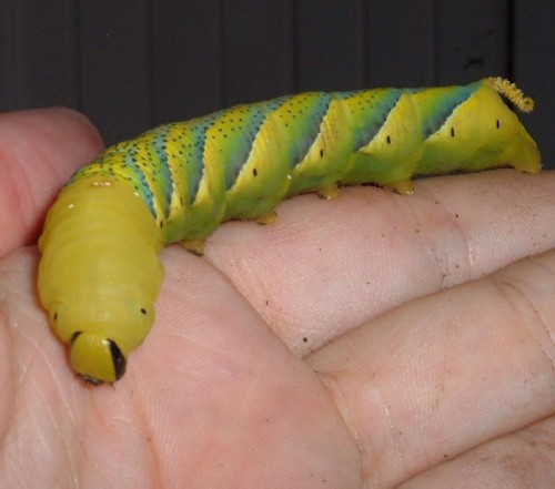 Caterpillar of the Death's Head Hawk Moth. Photo by Steve Andrews