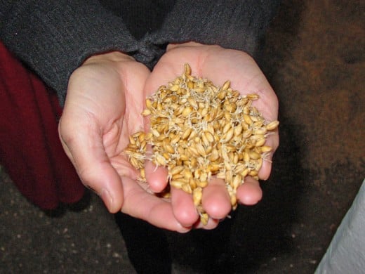 Malted Barley. Source: Finlay McWalter, wikimedia commons, CC BY-SA 3.0.