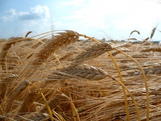 Barley. Source: Carport, wikimedia commons, CC BY-SA 3.0.