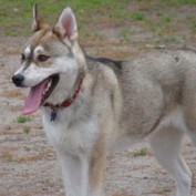 My Cause Has Paws profile image