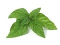 How to Grow the Kitchen Garden Herb Basil (Ocimum Basilicum)