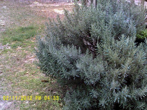 mature lavender, this one is around 3 feet tall.