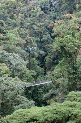 An overview of a rainforest canopy and a hanging  bridge.