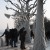 Nature ice Sculpture, Tree Trunks Covered With ice, Versoix Lake Prominade, Lake Geneva, Switzerland
