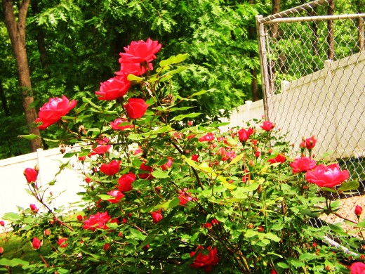 Vinyl fence is visible in the background, enclosing the yard. Behind the flowers is a galvanized frame of chain link, also known as a kennel panel.