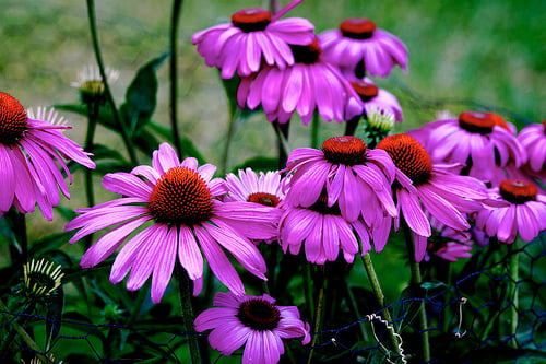 Purple Coneflower, one of our beautiful native perennials. Photo by Randy Son of Robert.