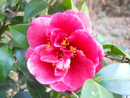 Many different kinds of camellia bushes are in the Camellia Garden.