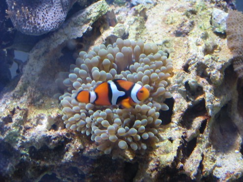 Clown Fish in Anemone