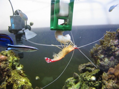 Shrimp eating prawn