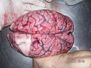 A human brain.  I know it looks weird but just try not to think about it!