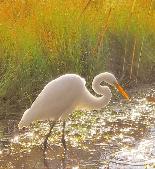 Hilton Head Island is a great place to take wild life photos.