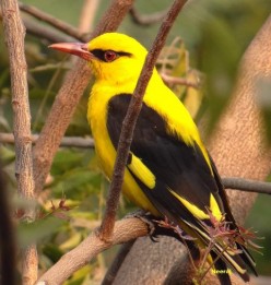 About North India Birding Top Spots