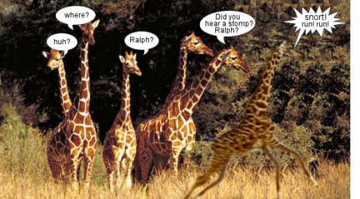How do giraffes communicate?
