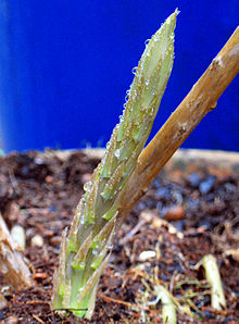 Young Asparagus Growing. Young asparagus mixed with rice and lemon zest is so delicious. 