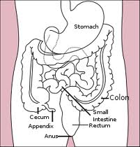 The Digestive System