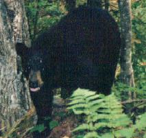 That black bear that visited our campsite...