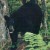 That black bear that visited our campsite...