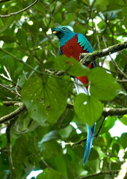 The quetzal can be found in cloud forest environments.