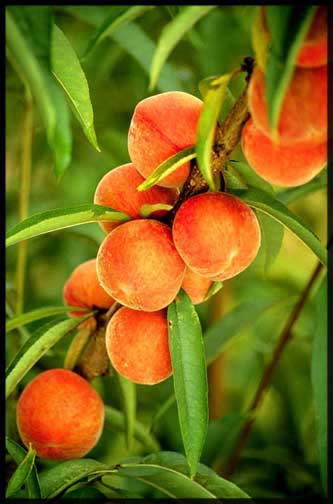 Peaches Still on the Tree