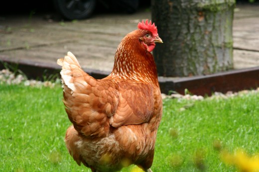 Goldline hen, lays wonderful large brown eggs daily