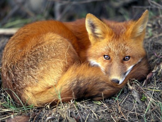 http://animals.nationalgeographic.com/animals/mammals/red-fox/