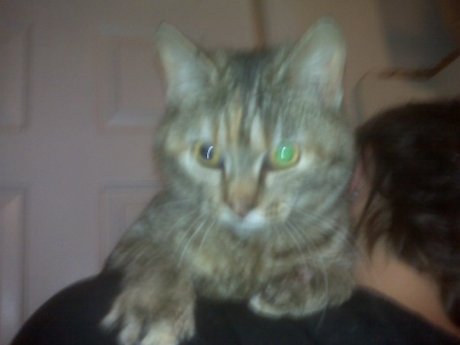 I give up! It's a horrible picture of her, but I tried at least twenty times and she won't hold still. She just wants to love you!