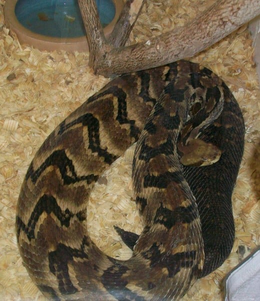 A canebrake rattlesnake in the snake habitat section of the Busch Wildlife Sanctuary