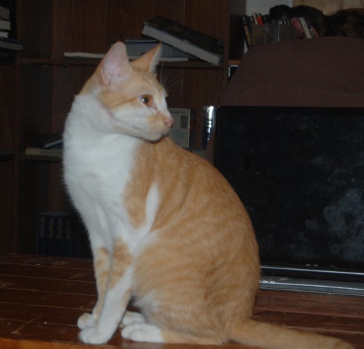 My little Tyson. He didn't get the time he deserved and the chance to grow old! Sometimes life just doesn't feel fair.