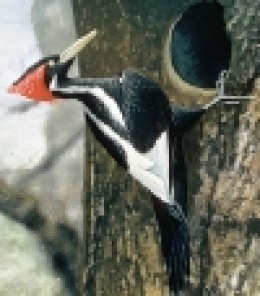 https://usercontent2.hubstatic.com/6199683_f260.jpg