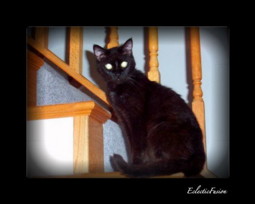 My beautiful cat of 20 years. I would love for her to walk across my path today!