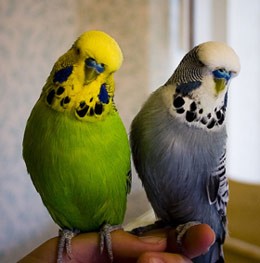 https://usercontent2.hubstatic.com/6205729_f260.jpg