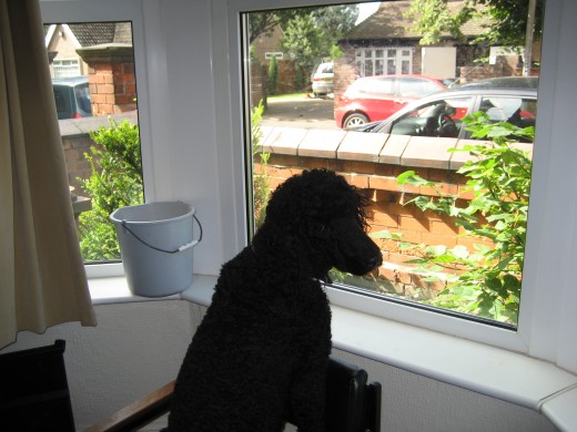 Black poodle watching the world go by.