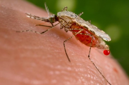 An Anopheles stephensi mosquito is obtaining a blood meal from a human host through its pointed proboscis. Note the droplet of blood being expelled from the abdomen after having engorged itself on its host’s blood. This mosquito is a known malarial v