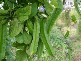 Vegetables On Philippine Folk Song "Bahay Kubo" (Nipa Hut)