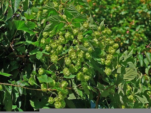 Female Hops with many cones visible in Germany. Author: H.Zell, Wikimedia Commons, CC BY-SA 3.0.